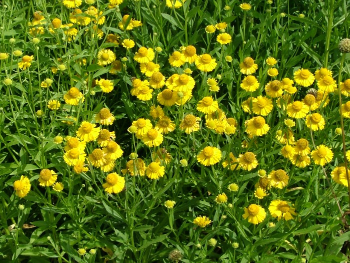 Гелениум осенний