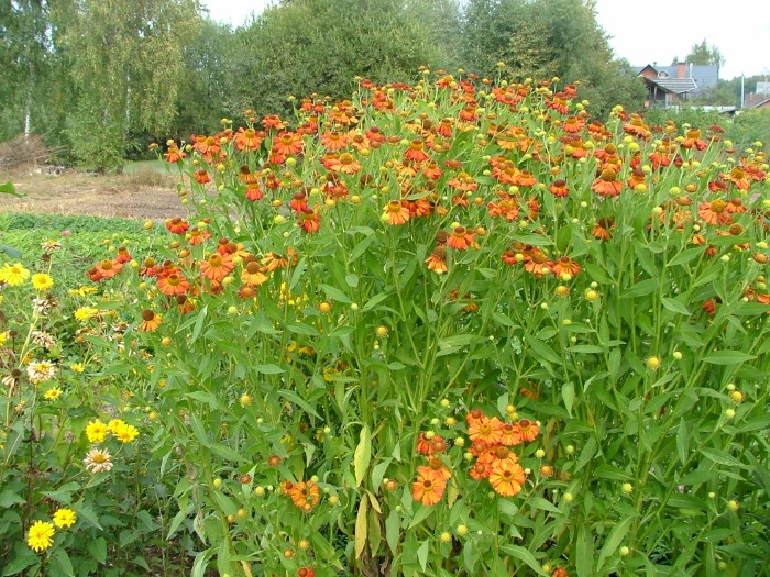 Гелениум гибридный Flammenspiel