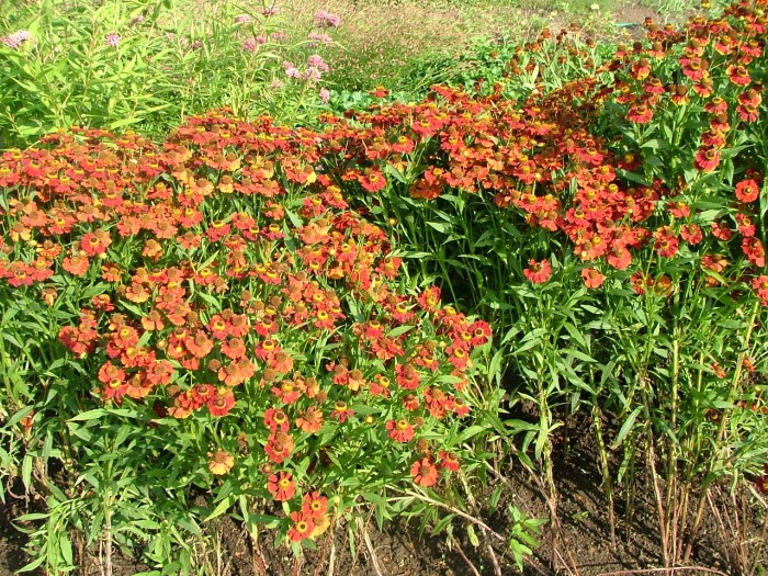 Гелениум культивар низкий