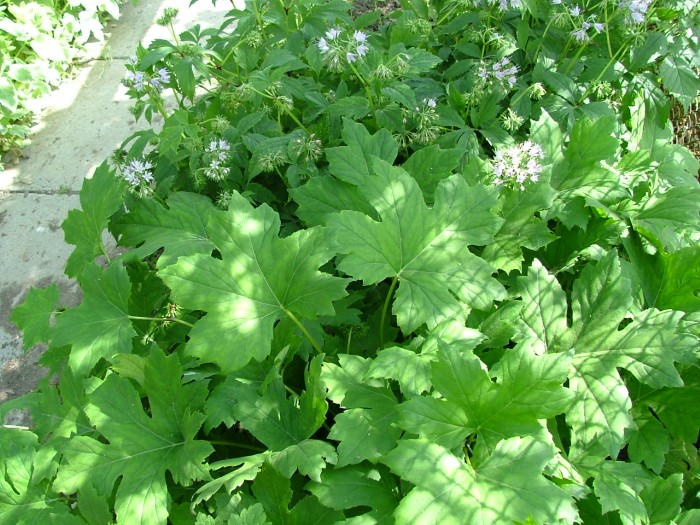 Гидрофиллум (Водолистник) канадский