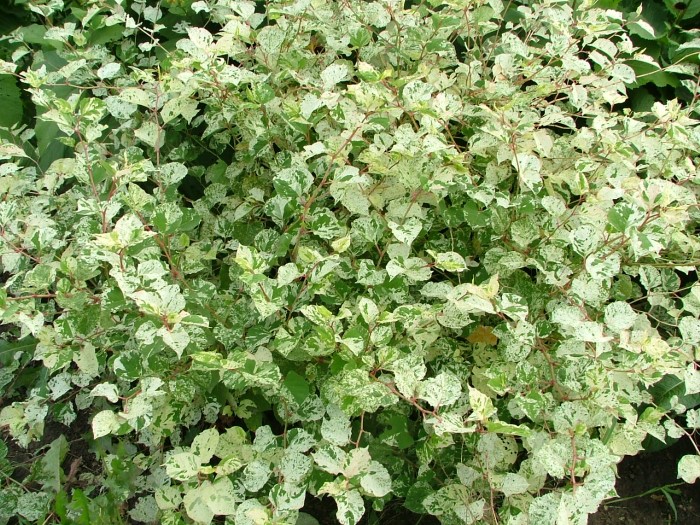 Горец японский "Variegata"