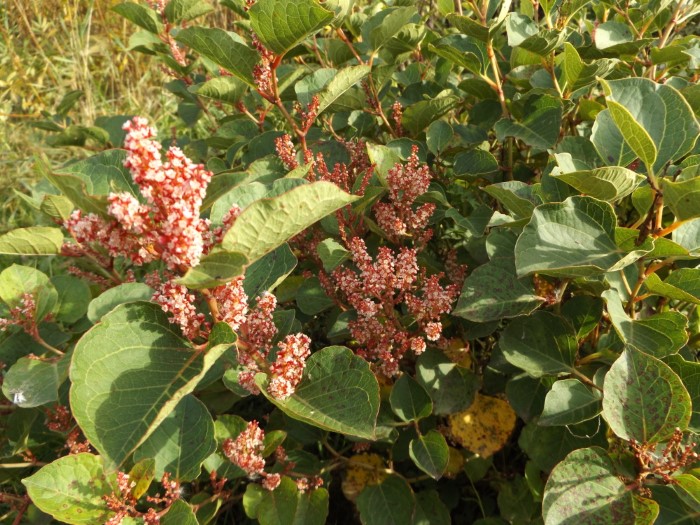 Горец японский компактный