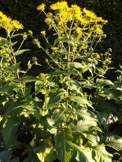 Девясил высокий