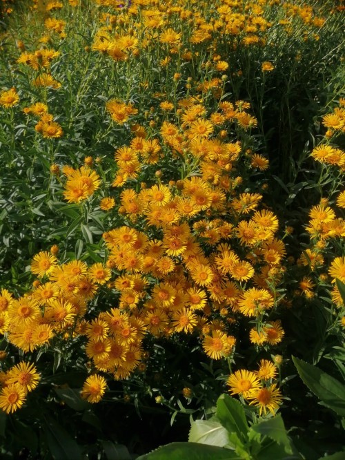 Девясил иволистный