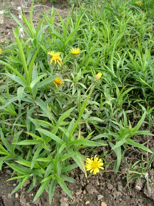 Девясил мечелистный