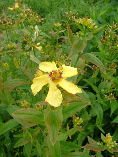 Зверобой большой