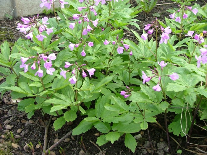 Зубянка пятилистная