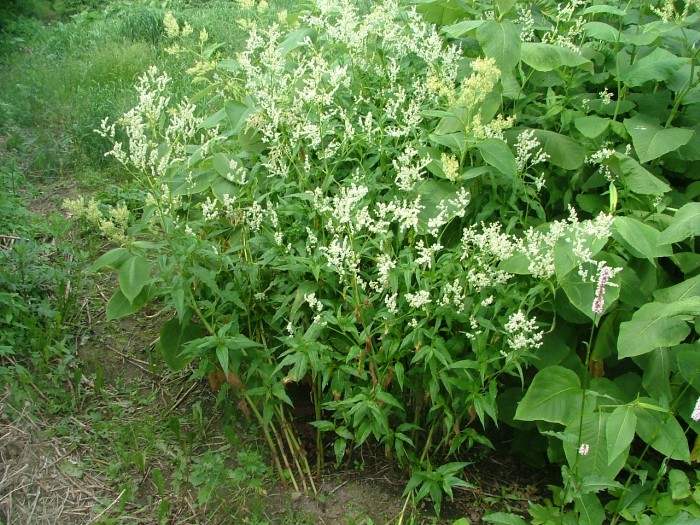 Горец альпийский