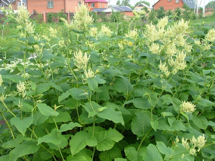 Горец Вейриха