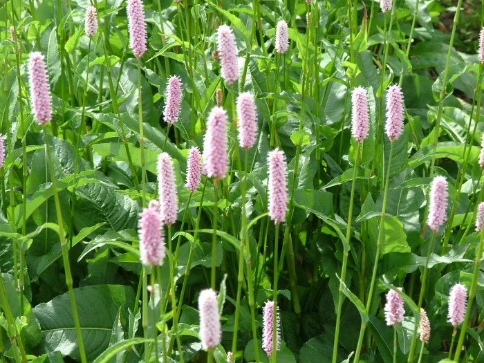 Горец змеиный