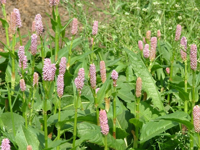 Горец мясокрасный