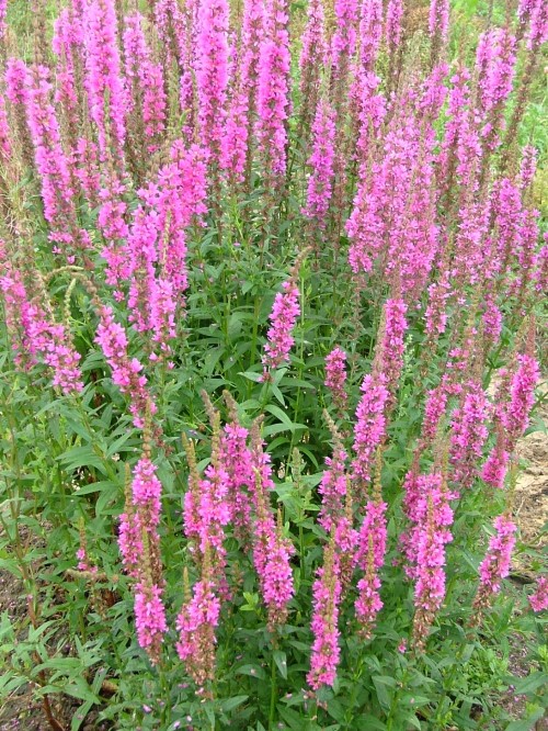 Дербенник иволистный