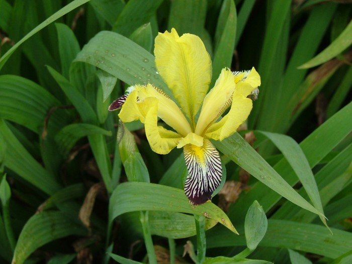 Ирис пёстрый