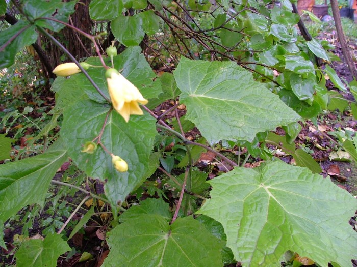 Киренгехома пальмолистная