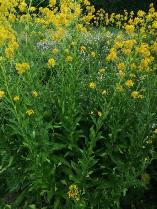 Гулявник прямой