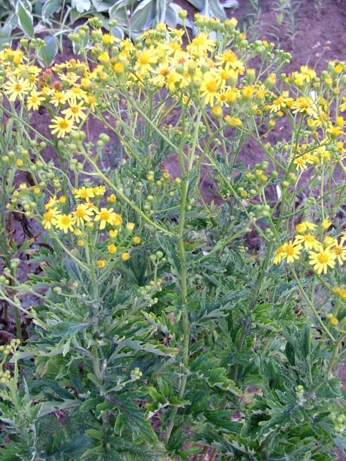 Крестовник странствующий