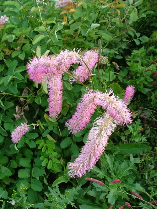 Кровохлёбка тупая