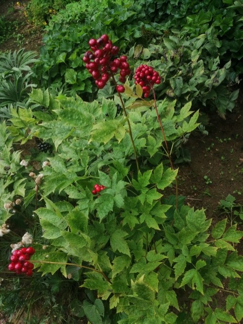 Воронец красноплодный