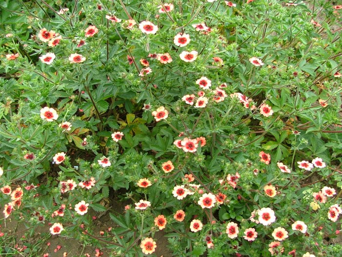 Лапчатка непальская "Miss Wilmott"