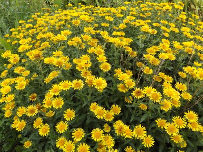 Девясил глазковый (Христово око)