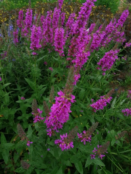 Дербенник сплетённый