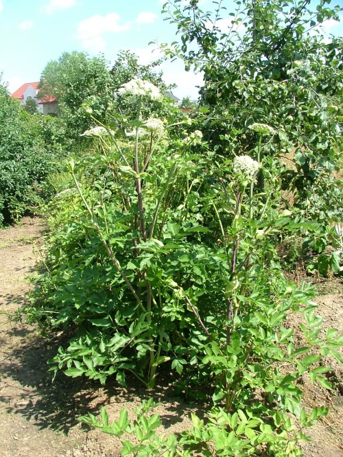 Дягиль (Дудник) амурский