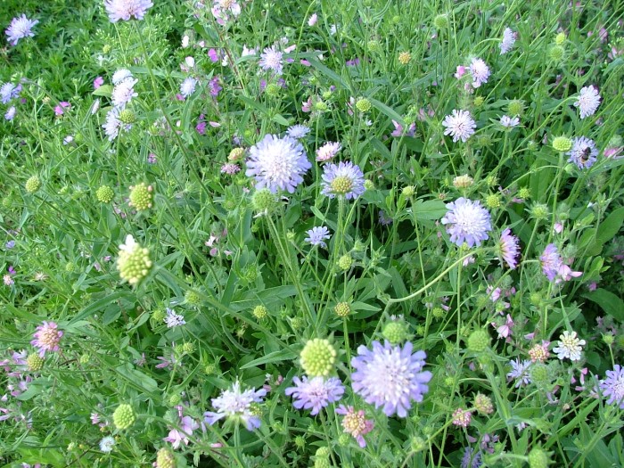 Кнаутия (Короставник) полевой