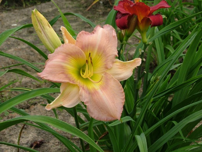 Лилейник гибридный