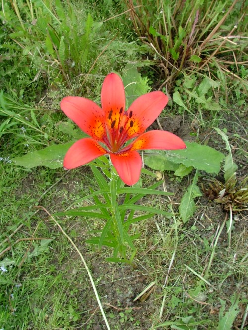 Лилия пенсильванская