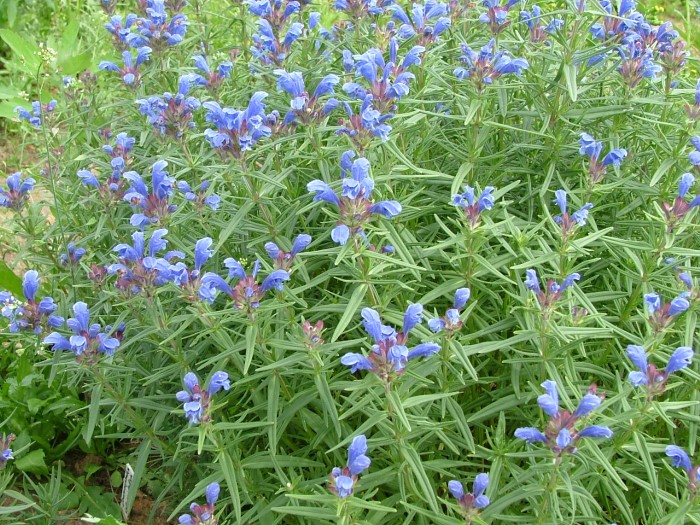 Змееголовник Рюйша