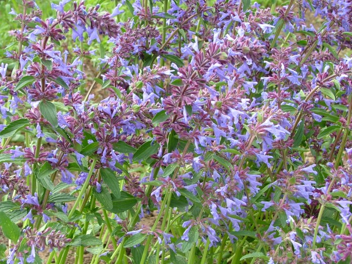 Змееголовник поникающий