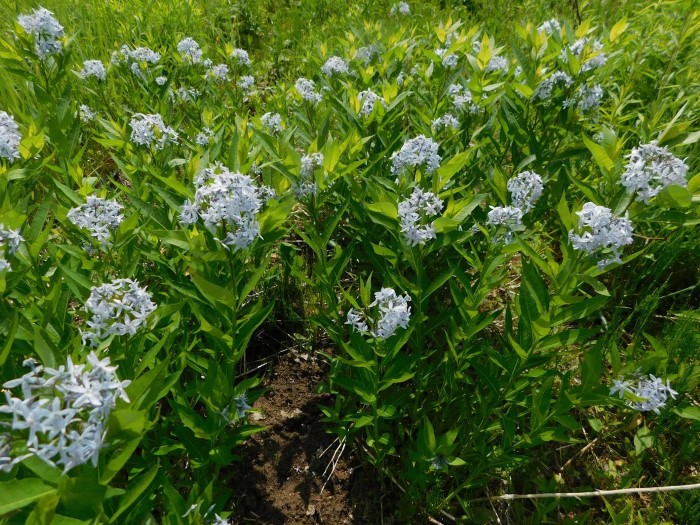 Амсония реснитчатая