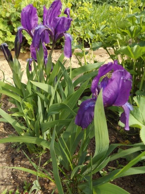 Ирис рогатый