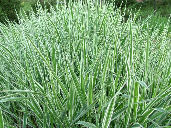 Канареечник (Двукисточник) тростниковый 