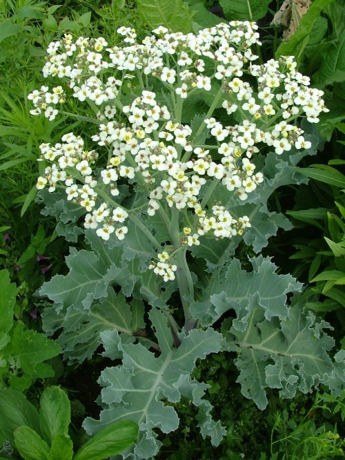 Крамб,  Катран приморский