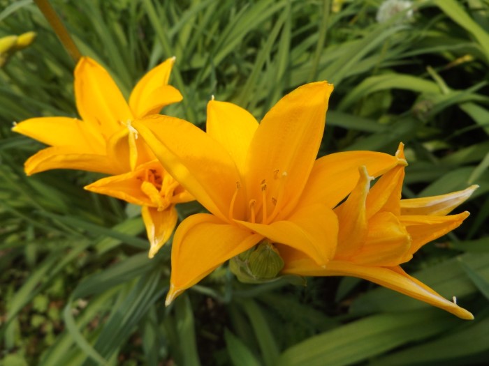 Лилейник корейский