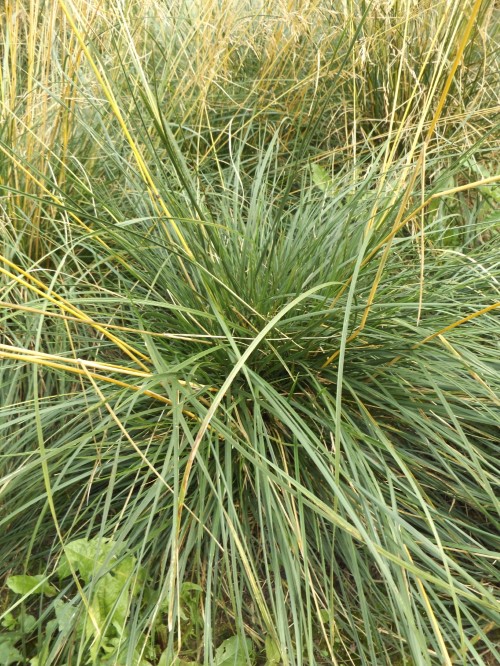 Луговик (Десшампсия) дернистый "Bronzeschleier"