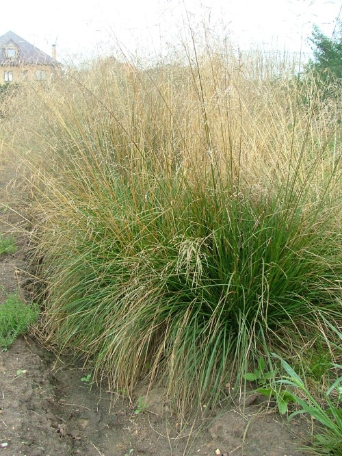 Луговик (Десшампсия) дернистый "Goldtau"