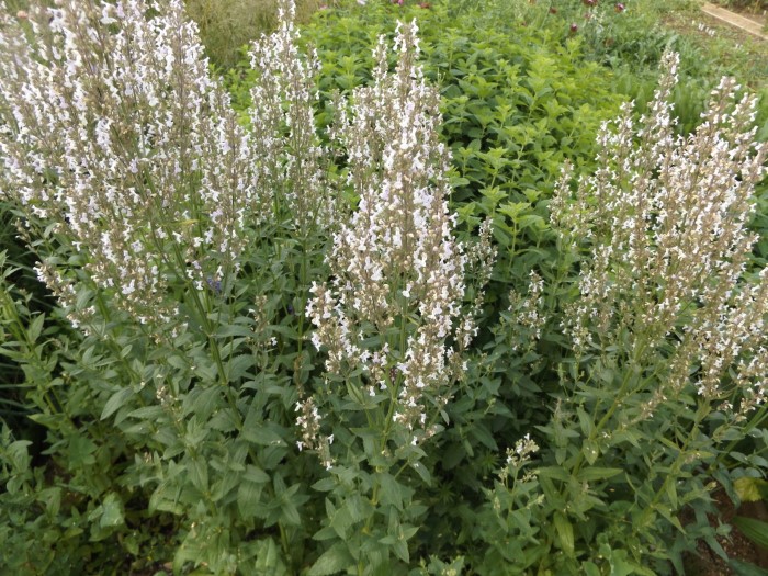 Котовник венгерский