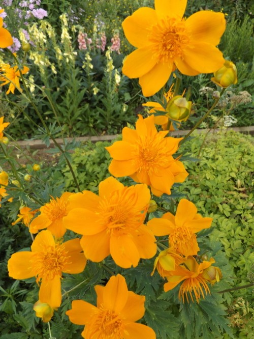 Купальница китайская