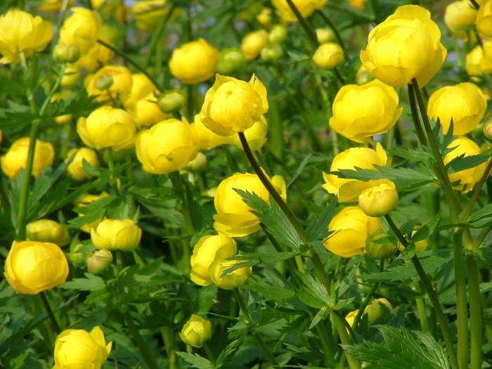 Купальница европейская