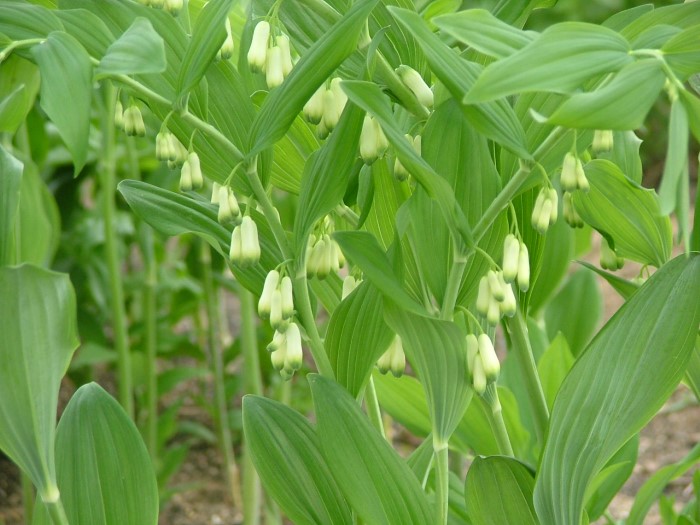 Купена широколистная