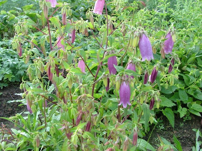 Колокольчик точечный "Rubriflora"