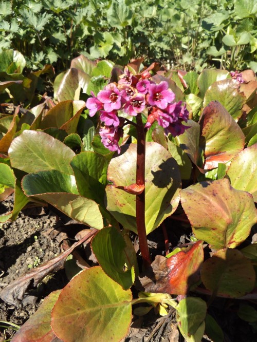 Бадан "Рози Клозе"