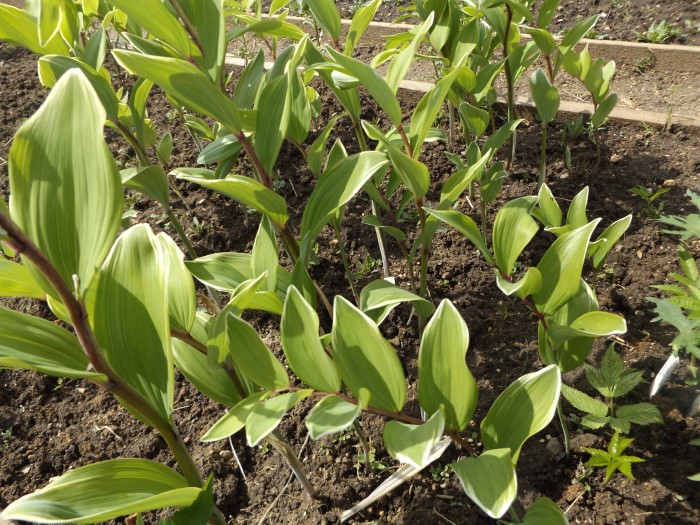 Купена серповидная Variegatum