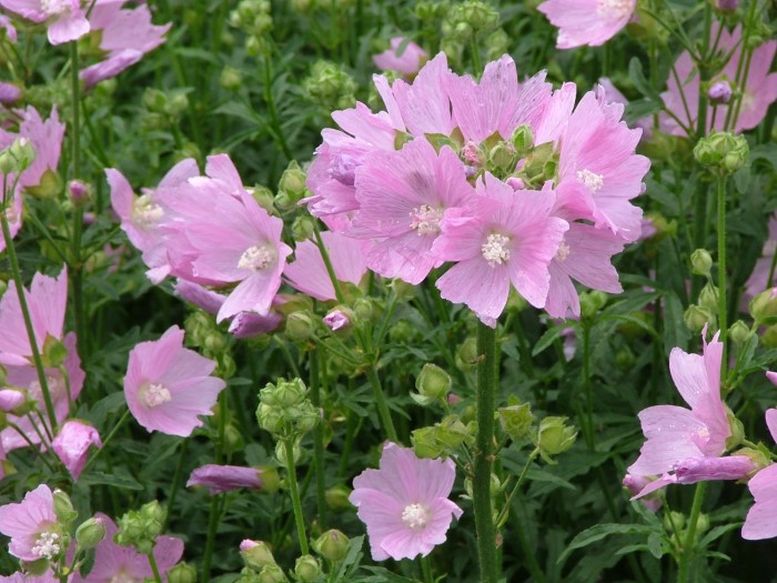 Мальва-алцея/Шток-роза