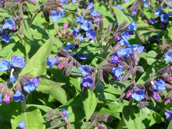 Медуница мягчайшая