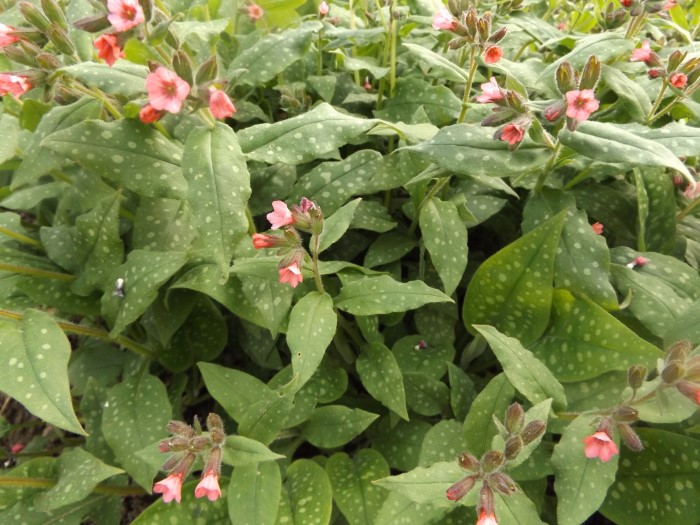 Медуница сахарная "Dora Bieleveld"