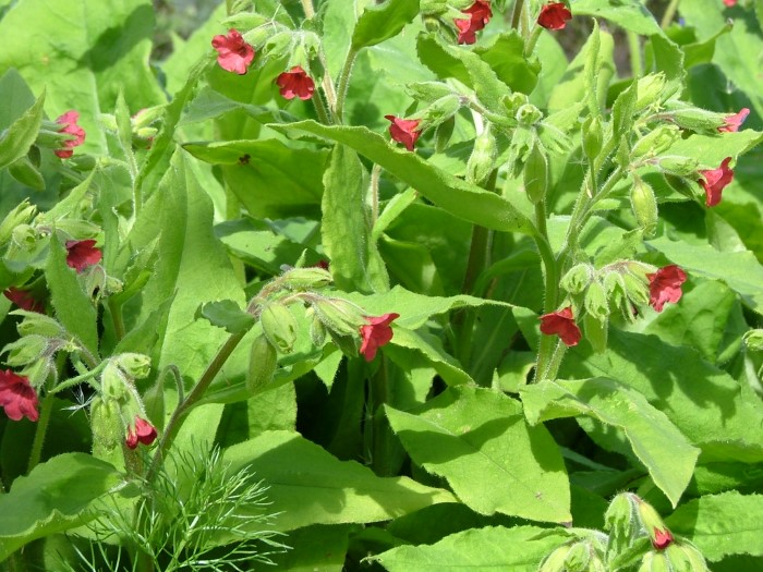 Медуница Филярского