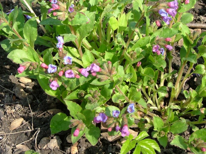 Медуница неясная